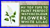 Easy-Watercolour-White-Lilacs-My-Top-Tips-01-xv