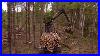 New-Brunswick-Forestry-White-Pine-Commercial-Thinning-01-czt